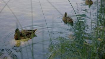 a lago do banyoles dentro catalunha, Espanha video