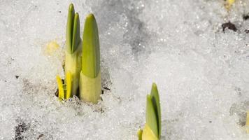 Timelapse shot of melting snow unveiling narcissus sprout video