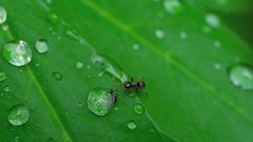 gros plan d'une fourmi et d'un puceron sur une feuille avec des gouttes d'eau video