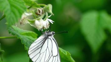 aporia crataegi, mariposa blanca veteada de negro en estado silvestre, sobre flores de frambuesa. video