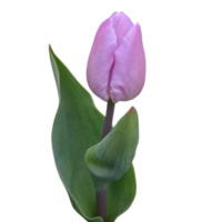roxa tulipa Cortar fora png