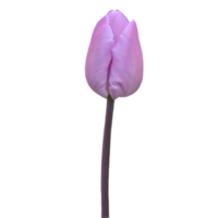 purple tulip cutout png