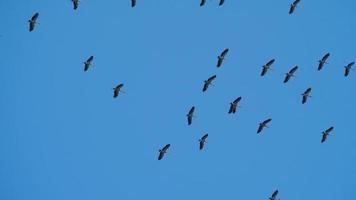 gregge di asiatico fattura aperta cicogna anastomo oscitani uccelli volante nel il cielo video