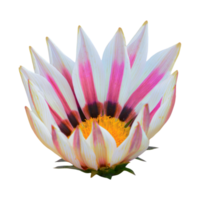 Rosa gazania transparente fundo png