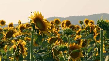Beautiful Sunflower on a Clear Day Footage. video