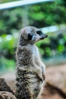 Close up of a meerkat photo