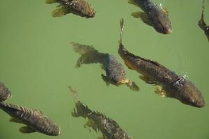 multitud de pescado nadando en estanque - ver desde el encima foto