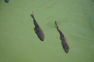 dos pescado nadando en estanque - ver desde encima foto