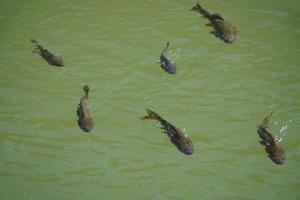 Crowd of Fish Swimming in Pond - View from the Above photo