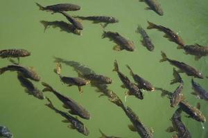 multitud de pescado nadando en estanque - ver desde el encima foto