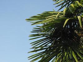 palm tree over blue sky copy space photo