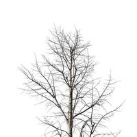 winter tree trunk isolated over white photo