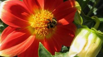 abelha em brilhante laranja vermelho dália flor video