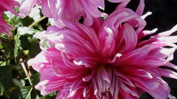 pink dahlia flower blooming in the garden video