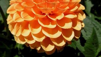 orange dahlia flower close up video