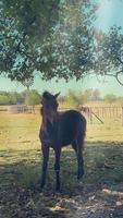 verticaal video van paarden Aan een zonnig dag Aan een boerderij rusten, aan het eten