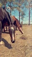 verticaal video van paarden Aan een zonnig dag Aan een boerderij rusten, aan het eten