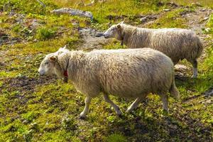 Sheep grazing in mountain landscape panorama in Kvitfjell Norway. photo