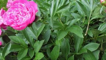 pink peony flowers green leaves video