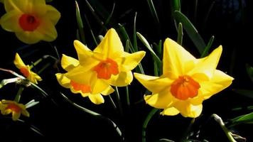 geel oranje gele narcis bloemen bloeiend in voorjaar tuin video