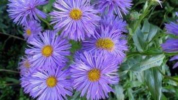 purple aster flowers blooming in the garden video