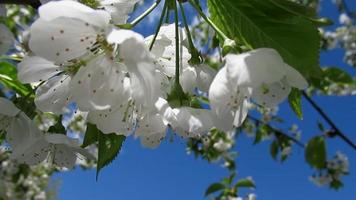 bianca ciliegia fiori, blu cielo video