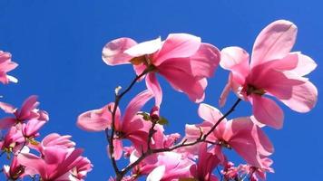 rosa magnolia blommor blomning i solljus, blå himmel video