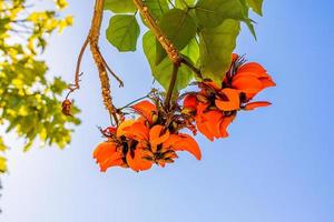 naranja flores en erythrina cafra árbol yo en primavera foto