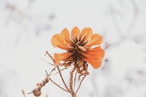orange flowers on Erythrina caffra tree iin spring photo