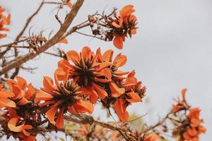 naranja flores en erythrina cafra árbol yo en primavera foto