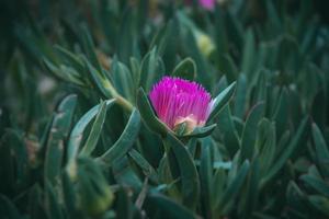 purple spring flower of Carpobrotus edulis among green leaves photo