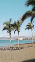 palma su una spiaggia sabbiosa video