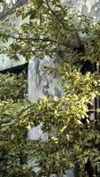 Grass and plants grow over an abandoned stone structure with windows video