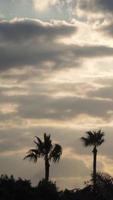 Silhouette of palm trees blown by the wind video