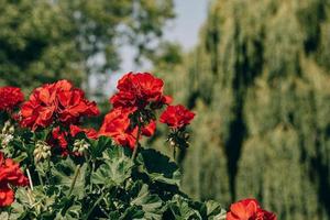 red geraniums outdoors against green city background photo