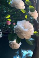 The white fence is densely blooming with pink roses. . photo
