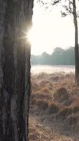 zonlicht schijnt door de bomen tijdens zonsopgang video