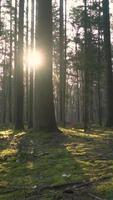 la luce del sole splende attraverso gli alberi durante l'alba video