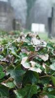 Leaves growing over a tombstone video