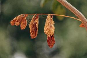 otoño oro marrón hojas en un árbol en un soleado día con bokeh foto