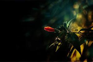 hibiscus flower on a green tree in the warm rays of the sun photo