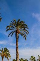 grande verde palma árbol en contra el azul cielo foto