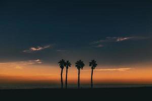 seaside landscape peace and quiet sunset and four palm trees on the beach photo