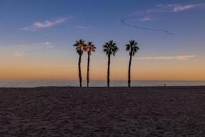 seaside landscape peace and quiet sunset and four palm trees on the beach photo