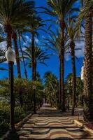 urbano paisaje de punto de referencia explicada alicante España en un soleado día con verde palma arboles y azul cielo foto