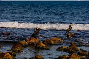 black wild cormorant on the shore of the blue sea photo