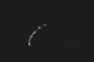 hermosa misterioso otoñal bellota en un negro antecedentes en un delicado Mancha ligero foto
