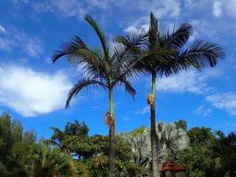 exótico palma árbol en contra el cielo en un calentar verano día foto