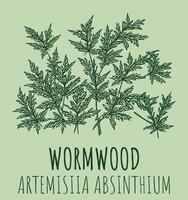 Vector drawings of Wormwood. The image was created using . Latin name Artemisia absinthium.