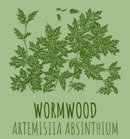 Vector drawings of Wormwood. The image was created using . Latin name Artemisia absinthium.